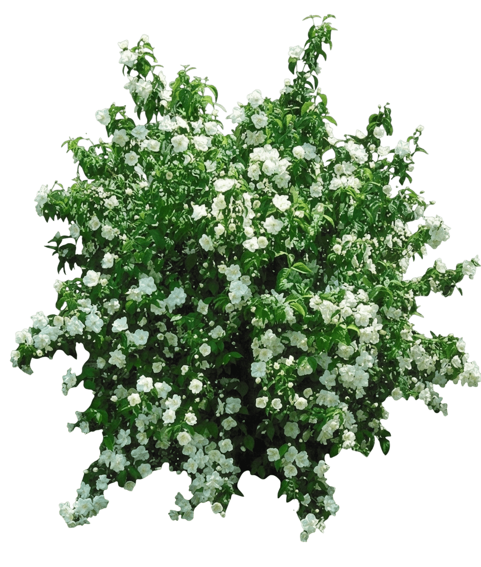 Snow White Mockorange (Philadelphus 'Snowwhite Fantasy') - Ground Layers