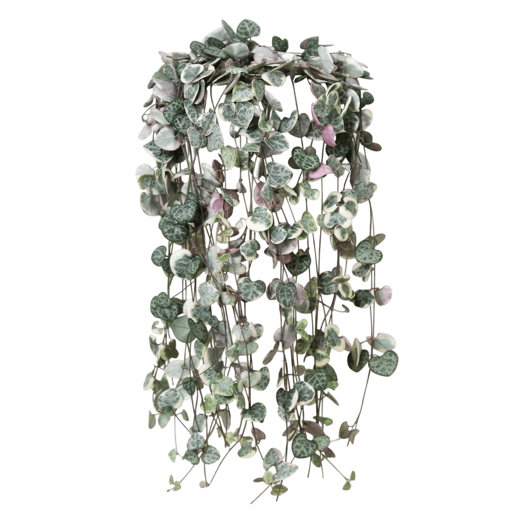String Of Hearts (Ceropegia Woodii) - Indoor Plants