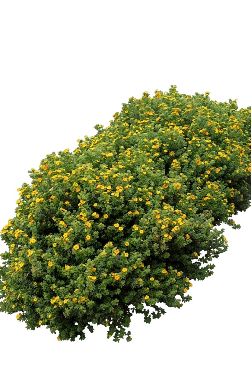 Potentilla, Mango Tango (Potentilla Fruticosa ‘Mango Tango’) - Ground Layers