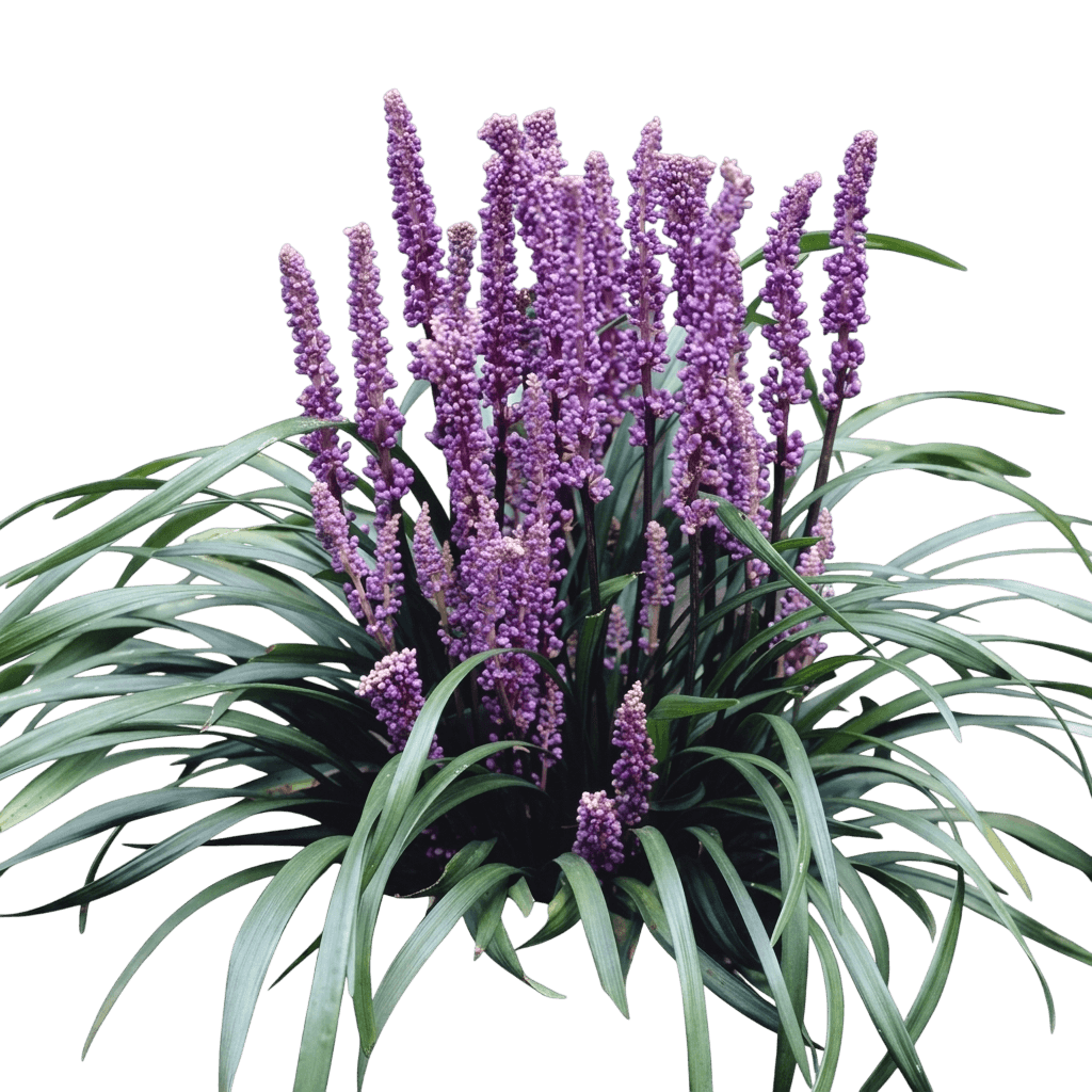 Purple Explosion™ Lilyturf (Liriope Muscari ‘Purple Explosion’) - Perennials