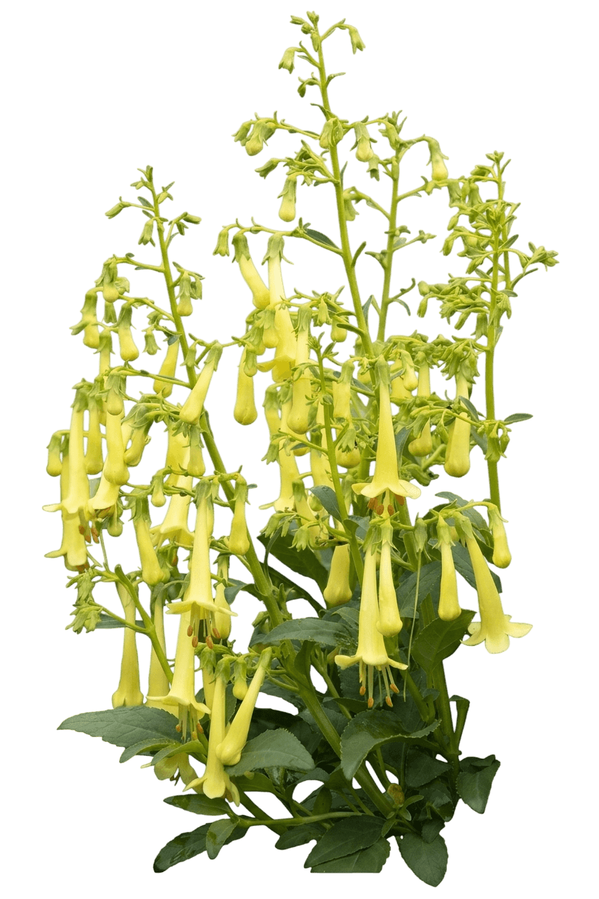 Colorburst Yellow Cape Fuchsia (Phygelius × Rectus 'Tnphycy') - Perennials