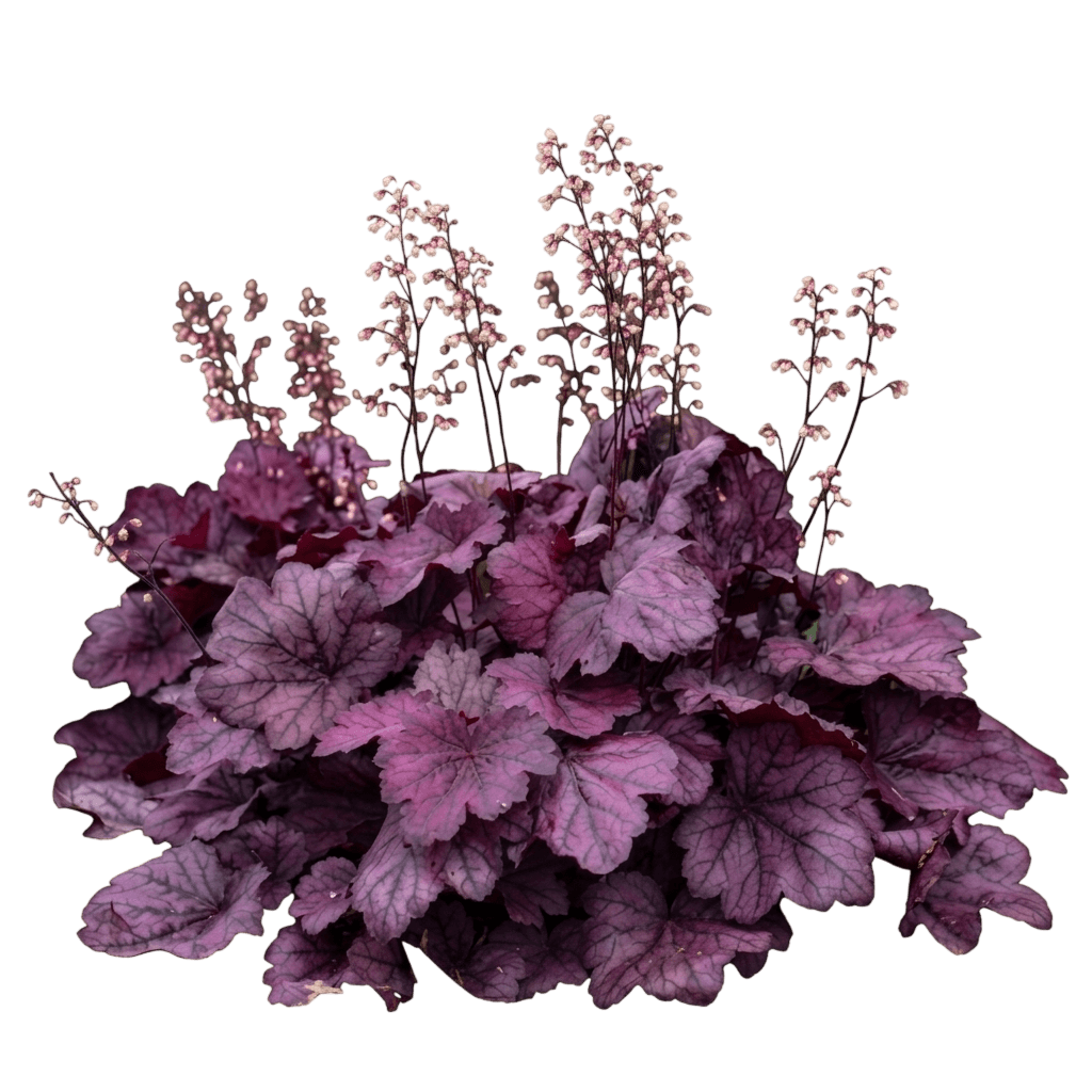 Champagne Coral Bells (Heuchera Var. Hybrid 'Champagne') - Perennials