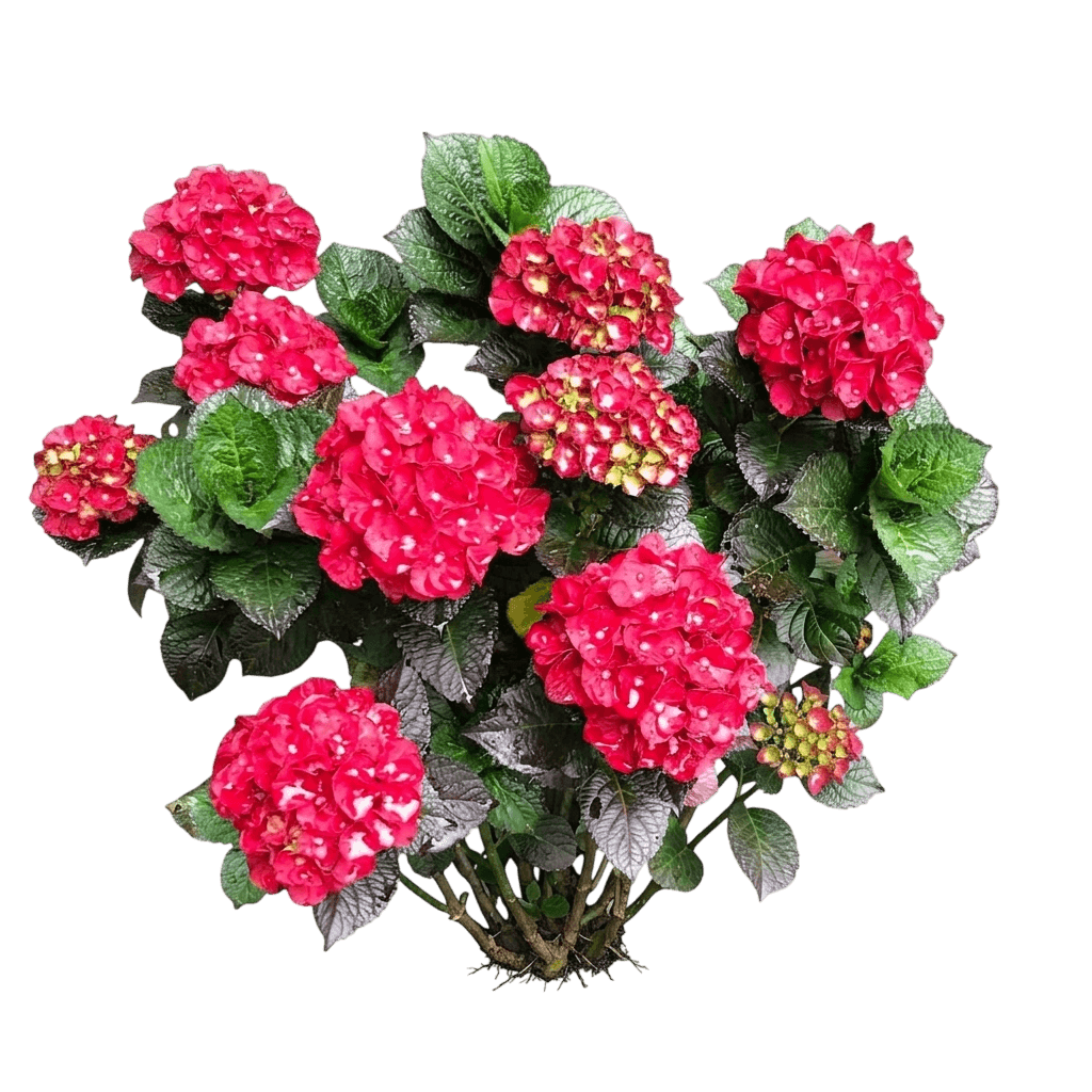 Cherry-Go-Round Hydrangea (Hydrangea Macrophylla 'Hokomaburlac') - Shrubs