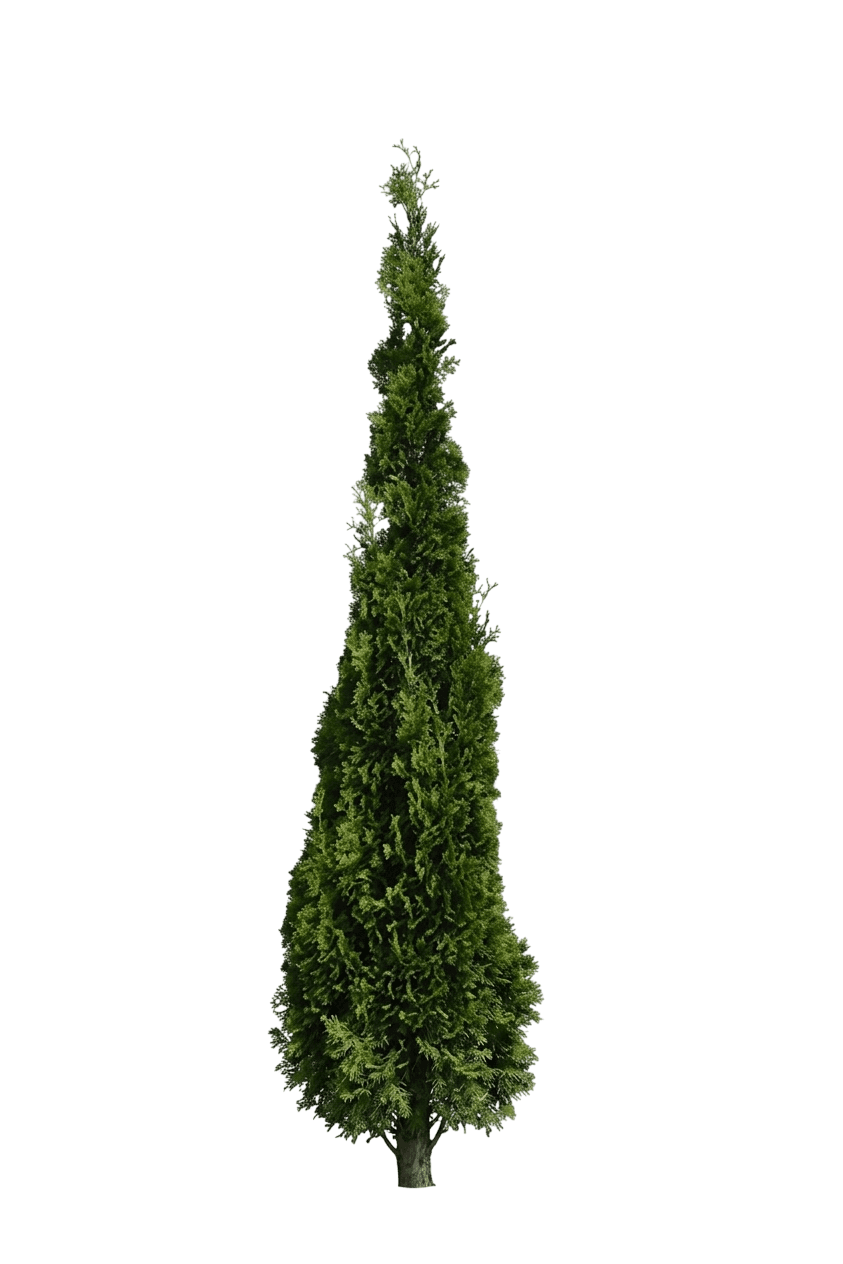 Thin Man Arborvitae (Thuja Occidentalis 'Smtotm') - Evergreen Trees