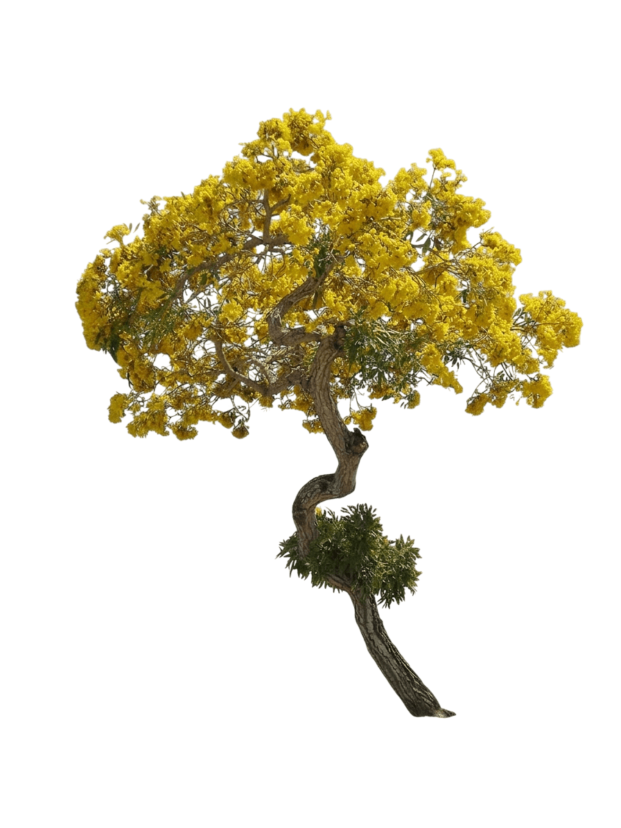 Caribbean Trumpet Tree (Tabebuia Agentea 'Caribbean Trumpet Tree') - Flowering Trees
