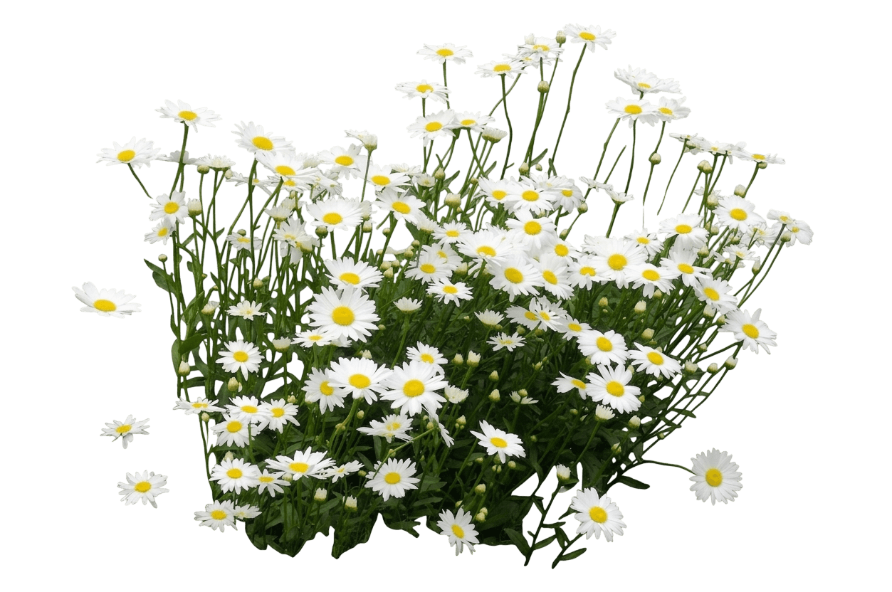 Sweet Daisy™ Izabel Shasta Daisy (Leucanthemum X Superbum Var. X Superbum 'Izabel') - Perennials