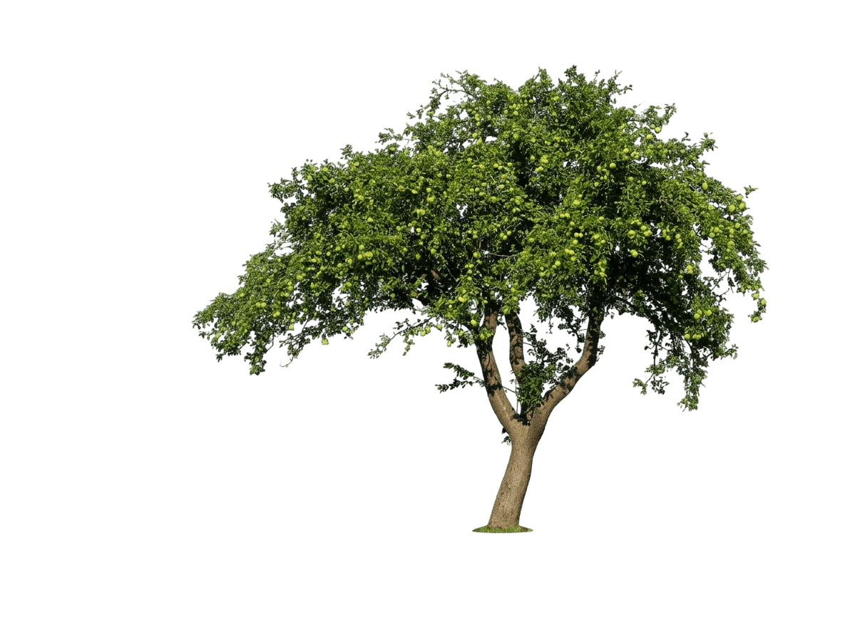 Granny Smith Apple Tree (Malus) - Fruit Trees