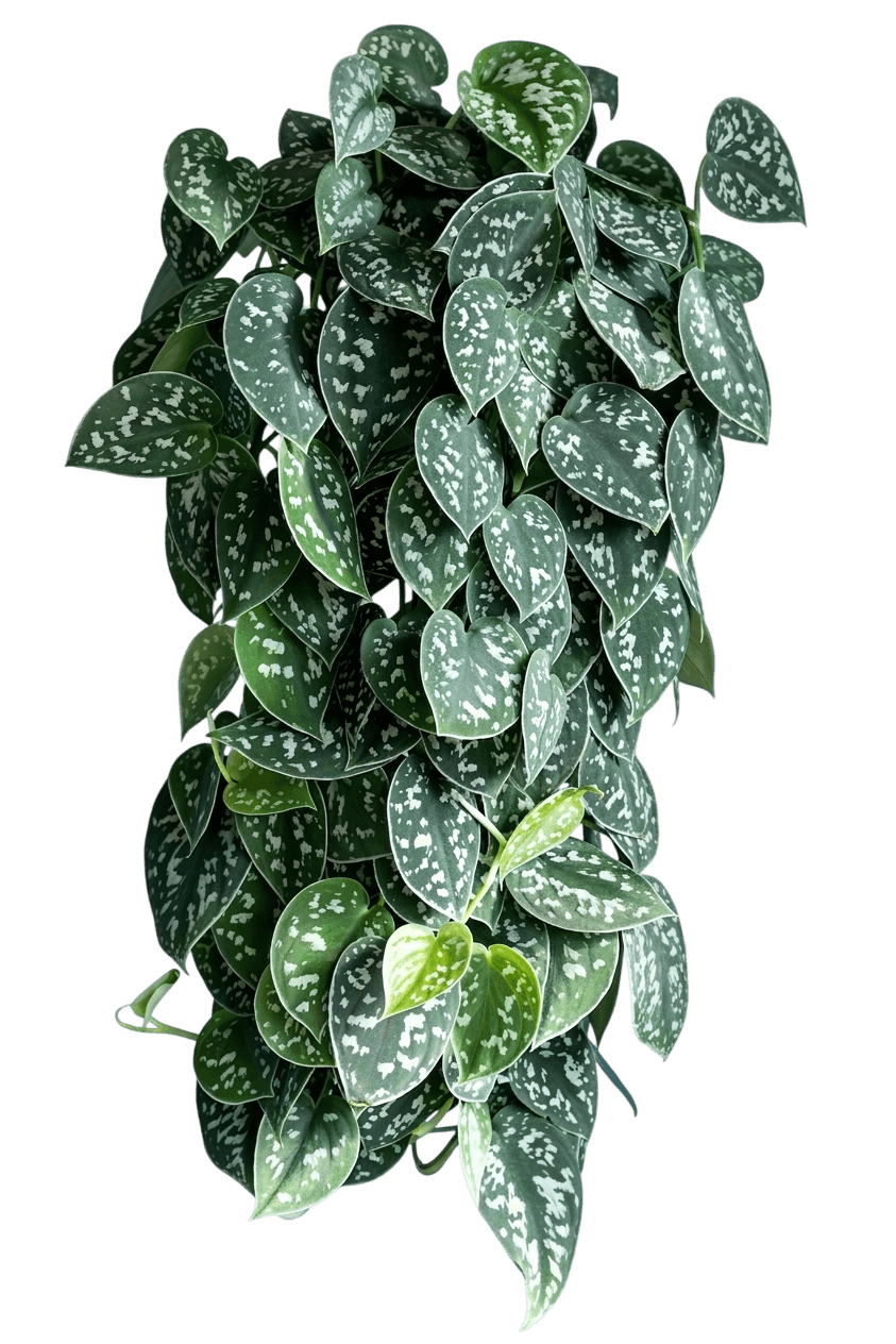 Satin Pothos (Scindapsus Pictus) - Indoor Plants