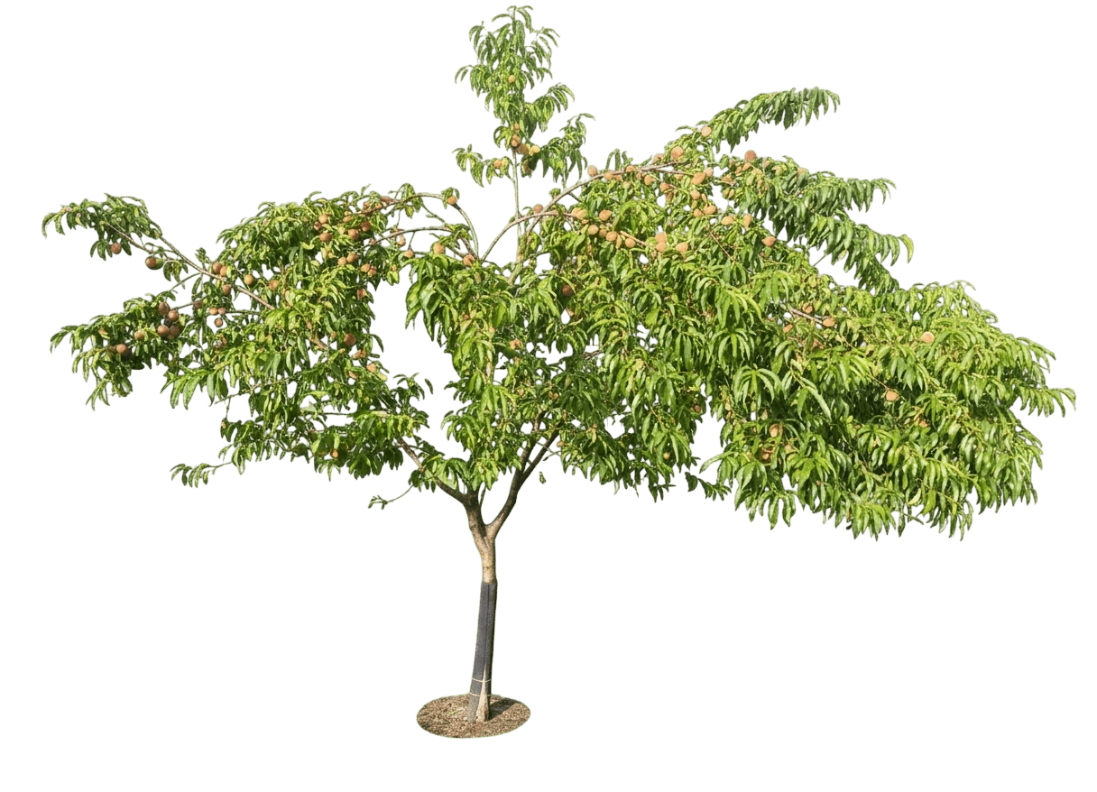 Peach, Reliance (Prunus Persica 'Reliance') - Fruit Trees