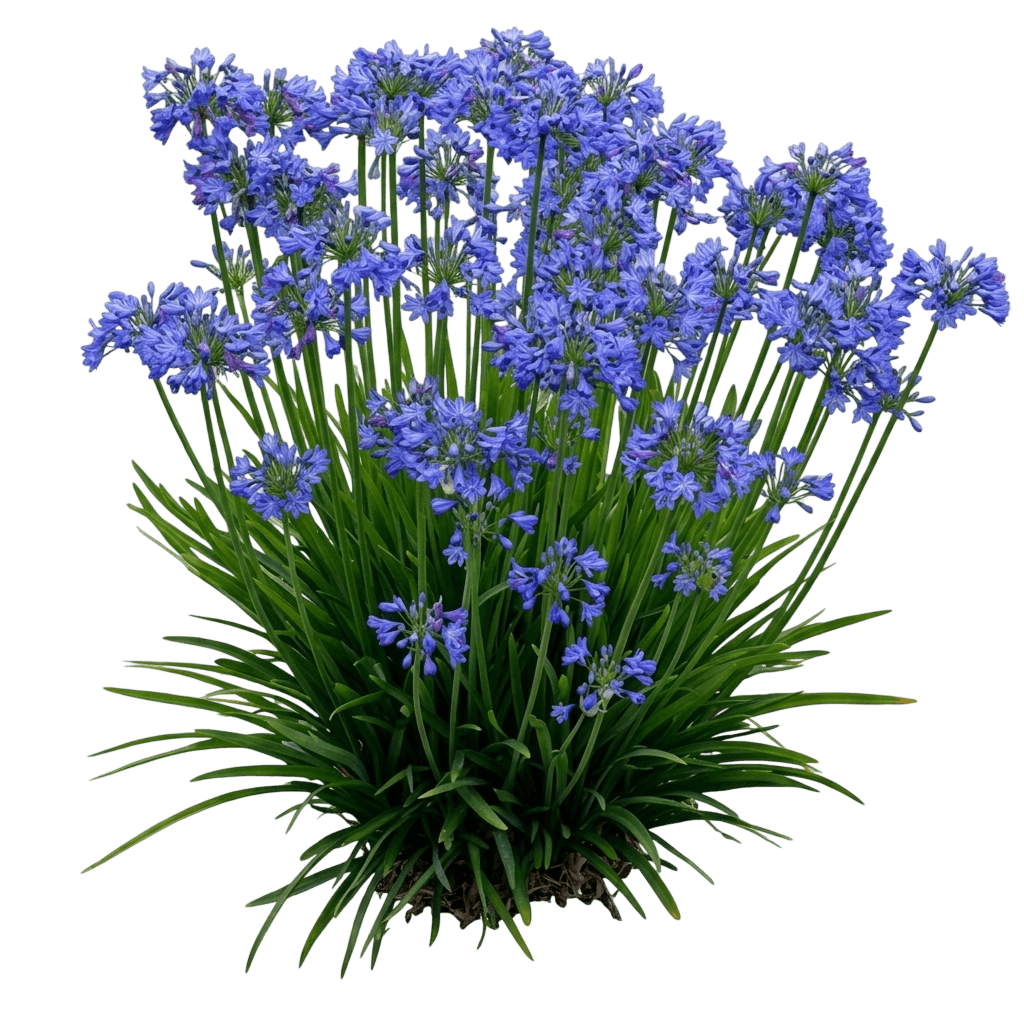 Lily Of The Nile (Agapanthus Blue 'Lily Of The Nile') - Ground Layers