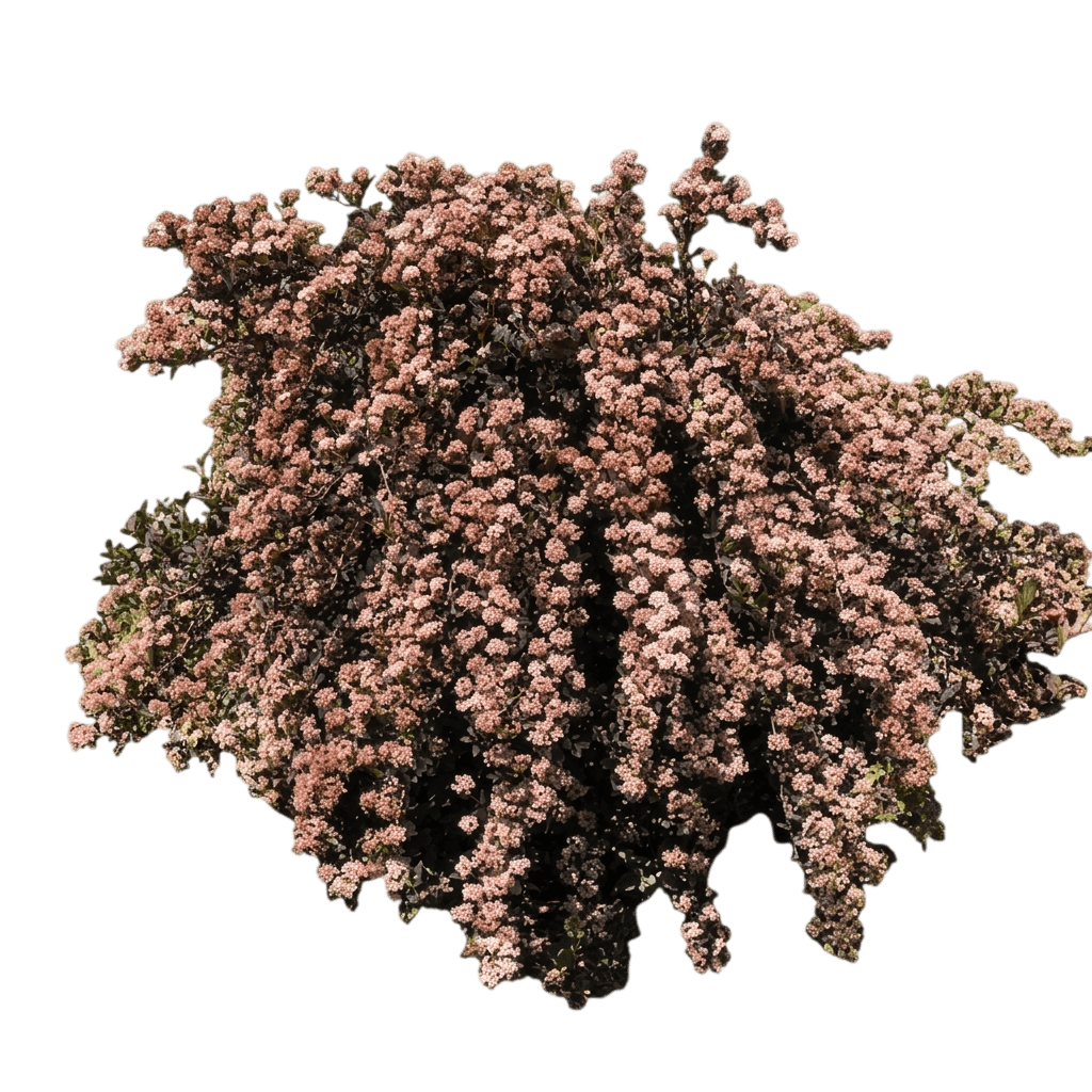 Ninebark, Little Devil™ (Physocarpus Opulifolius Pp 22634 'Donna May') - Ground Layers