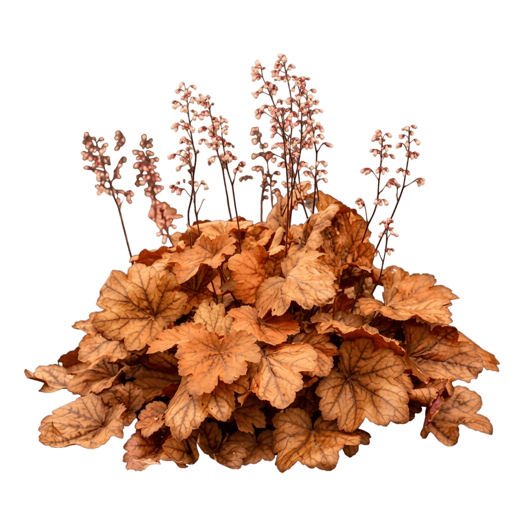 Caramel Coral Bells (Heuchera Var. Hybrid 'Caramel') - Perennials