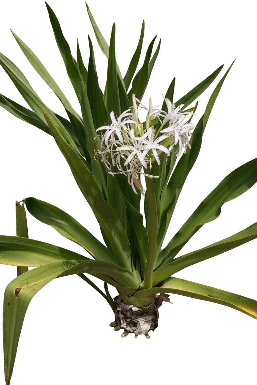 Swamp Lily (Crinum Pedunculatum) - Ground Layers
