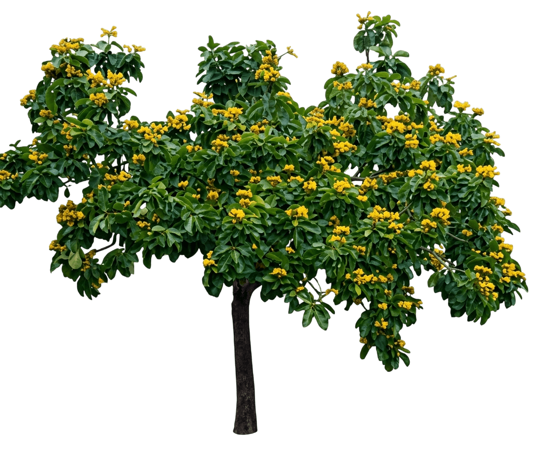 Golden Bouquet Tree (Deplanchea Tetraphylla 'Golden Bouquet Tree') - Flowering Trees