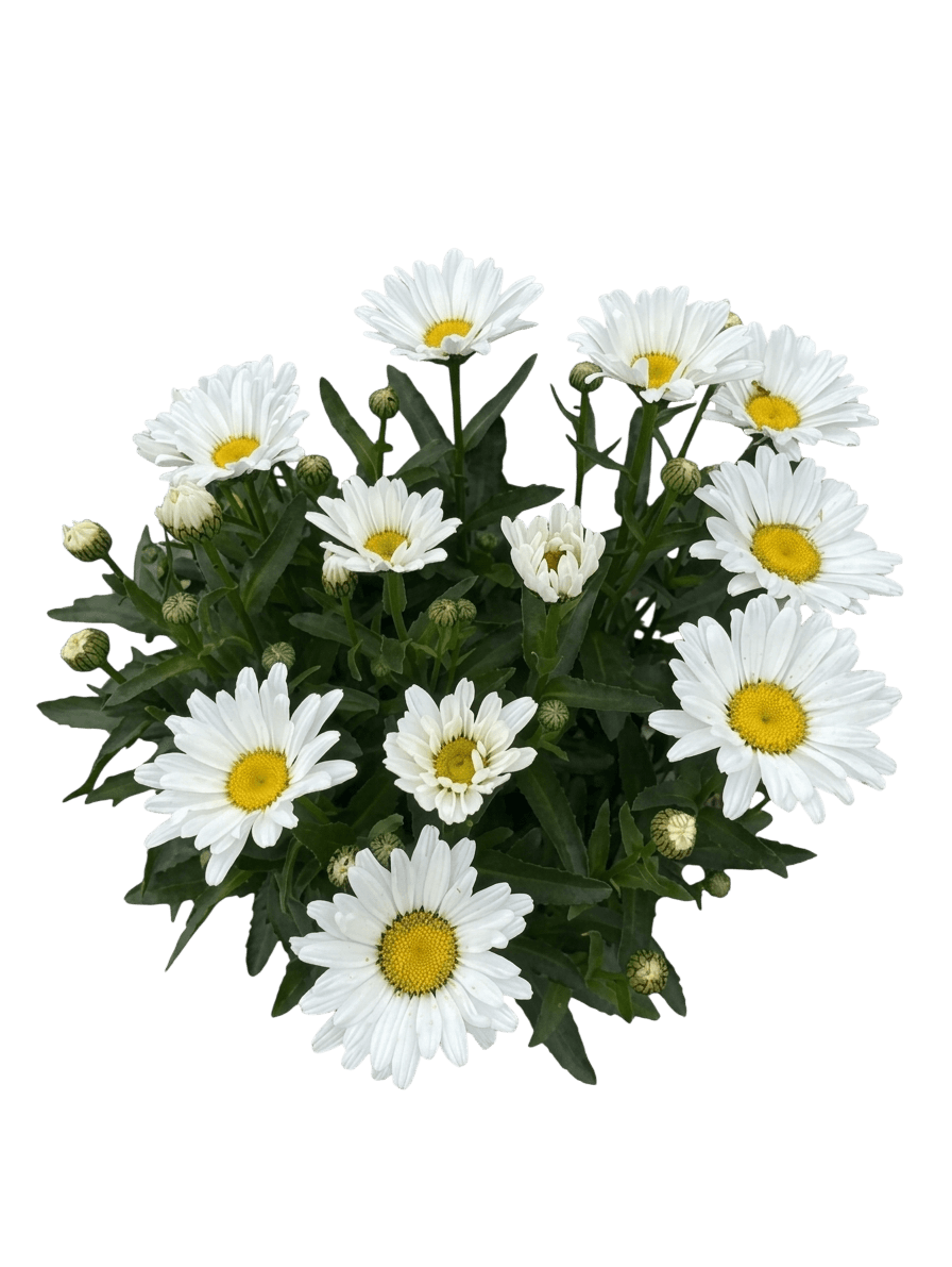 Daisy, Shasta, Alaska (Leucanthemum X Superbum ‘Alaska’) - Perennials