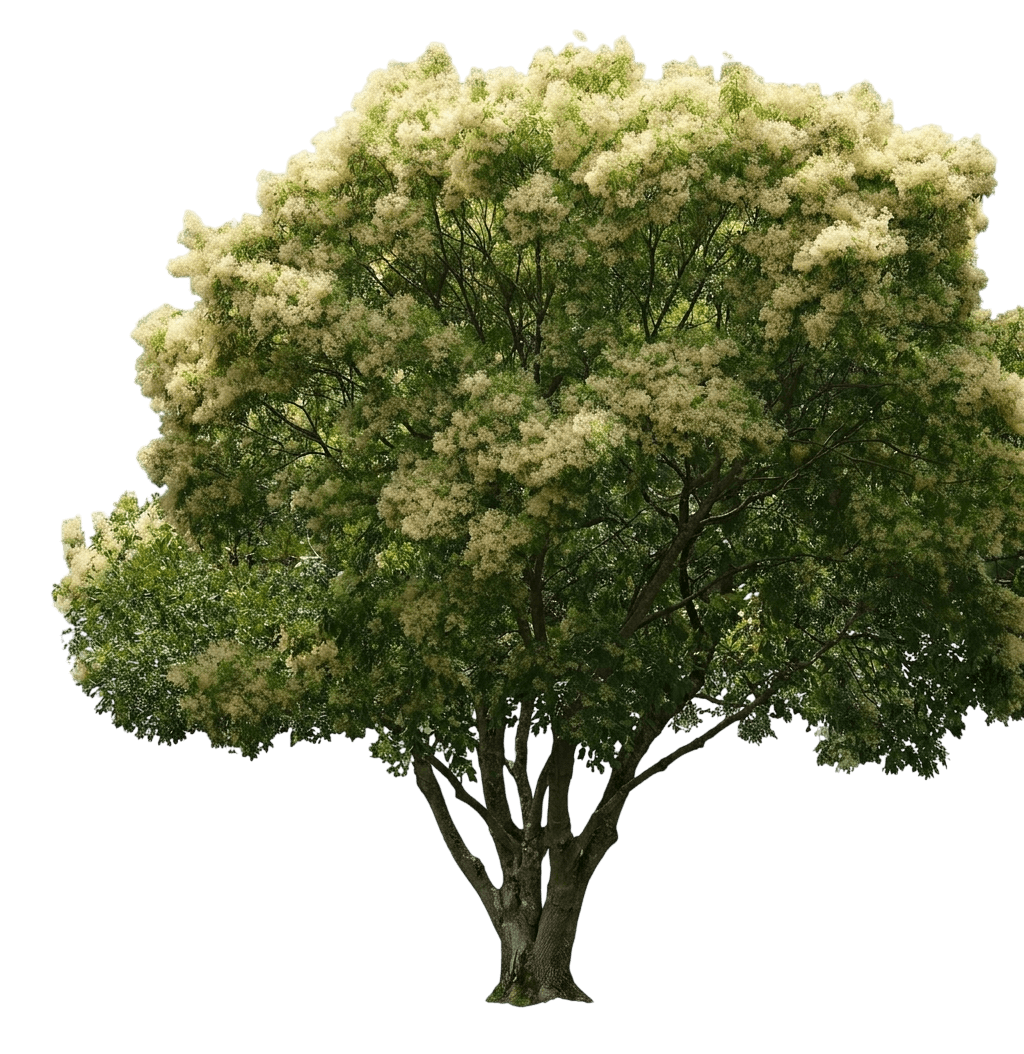 Evergreen Ash (Fraxinus Griffithii) - Evergreen Trees