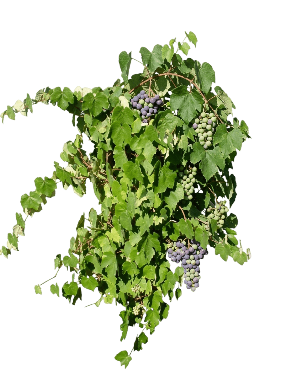 Grape, Concord (Seeded) (Vitis Labrusca 'Concord') - Fruit Trees