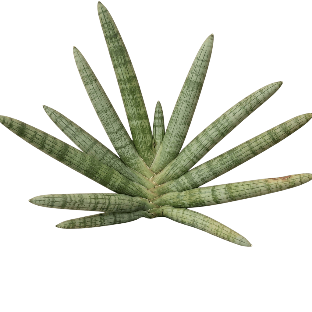 Starfish snake plant (Dracaena Angolensis 'Boncel') - Succulents
