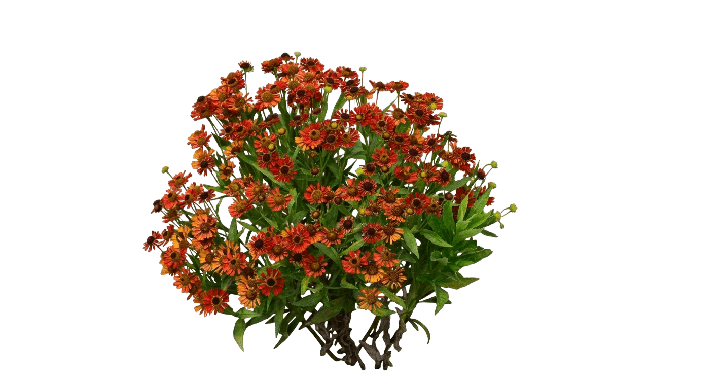 Red Sneezeweed (Helenium Mariachi™ ‘Siesta) - Perennials