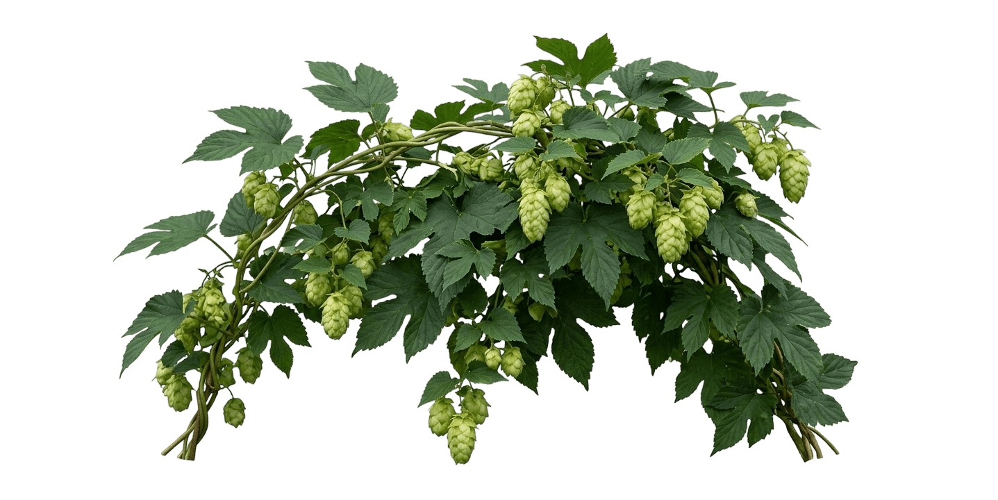 Cascade Common Hops (Humulus Lupulus) - Perennials