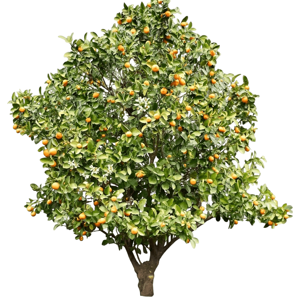 Fukushu Kumquat Tree (Citrus Japonica 'Fukushu') - Fruit Trees