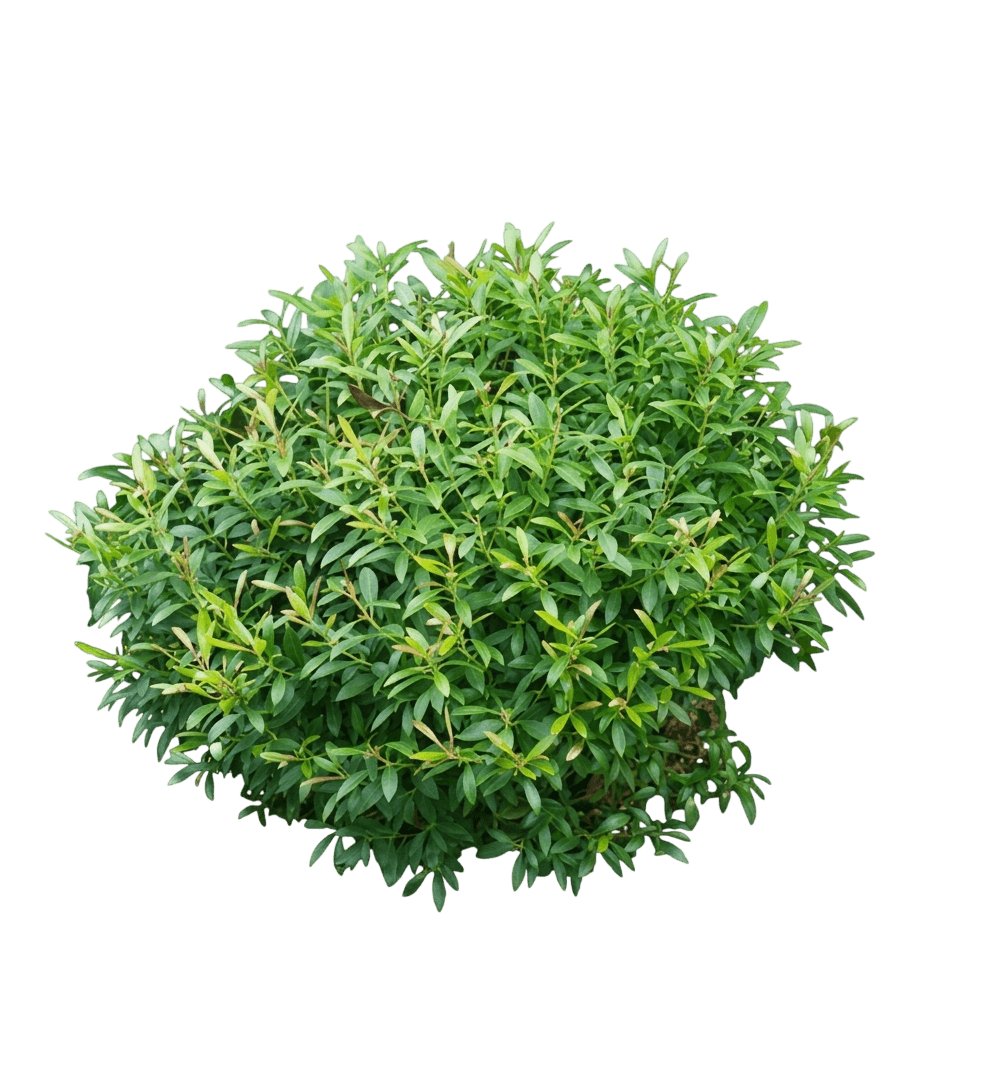 Gem Box® Inkberry (Ilex Glabra Gem Box 'Smnigab17') - Ground Layers