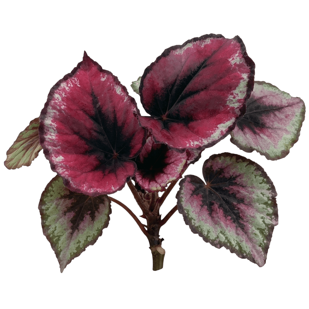 Adora Velvet Red Begonia (Begonia × Hybrida 'Beyz0004') - Perennials