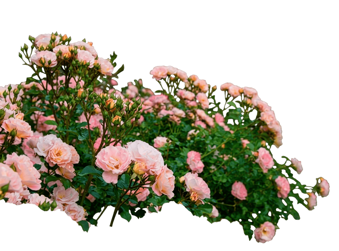 Soft Peach Groundcover Roses 'Meiggili' Peach Drift® (Rosa Pp18542 'Meiggili') - Ground Layers