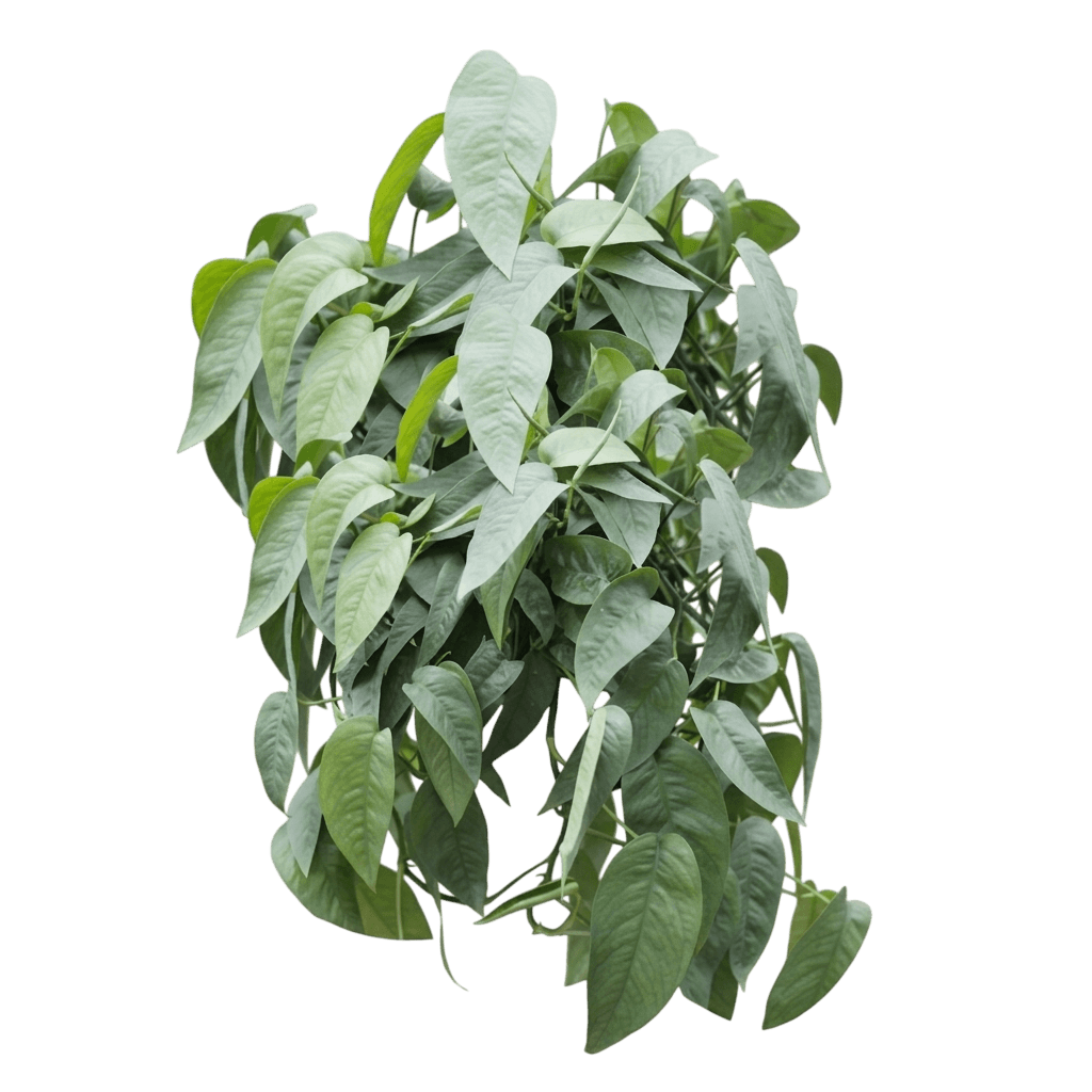 Cebu Blue pothos (Epipremnum Pinnatum 'Cebu Blue') - Indoor Plants