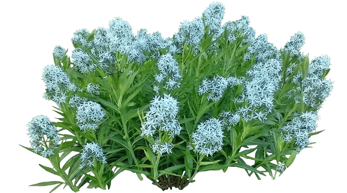 Starstruck Blue Star (Amsonia Var. Hybrid 'Starstruck') - Perennials