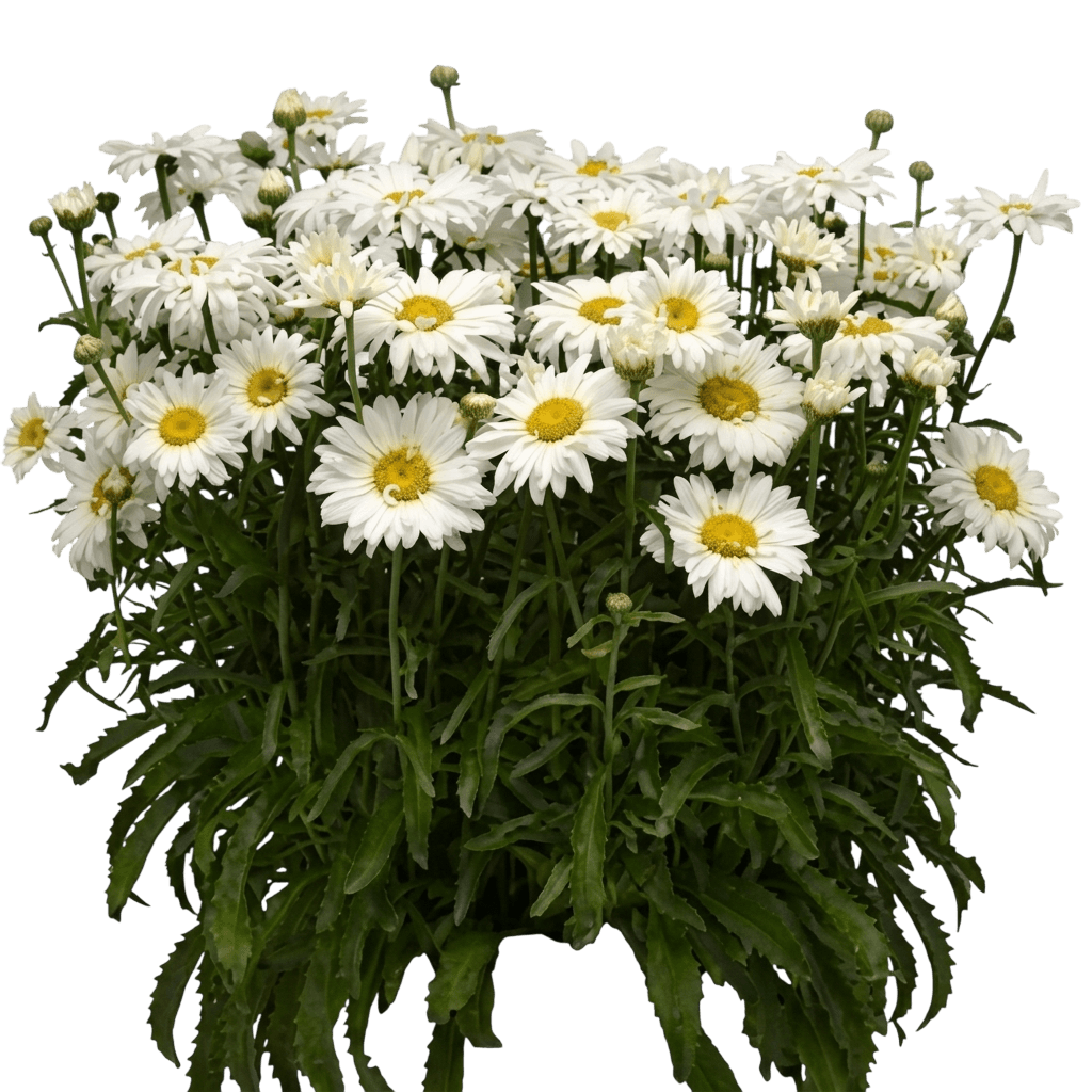 Daisy, Shasta, White Magic (Leucanthemum X Superbum, 'White Magic') - Perennials