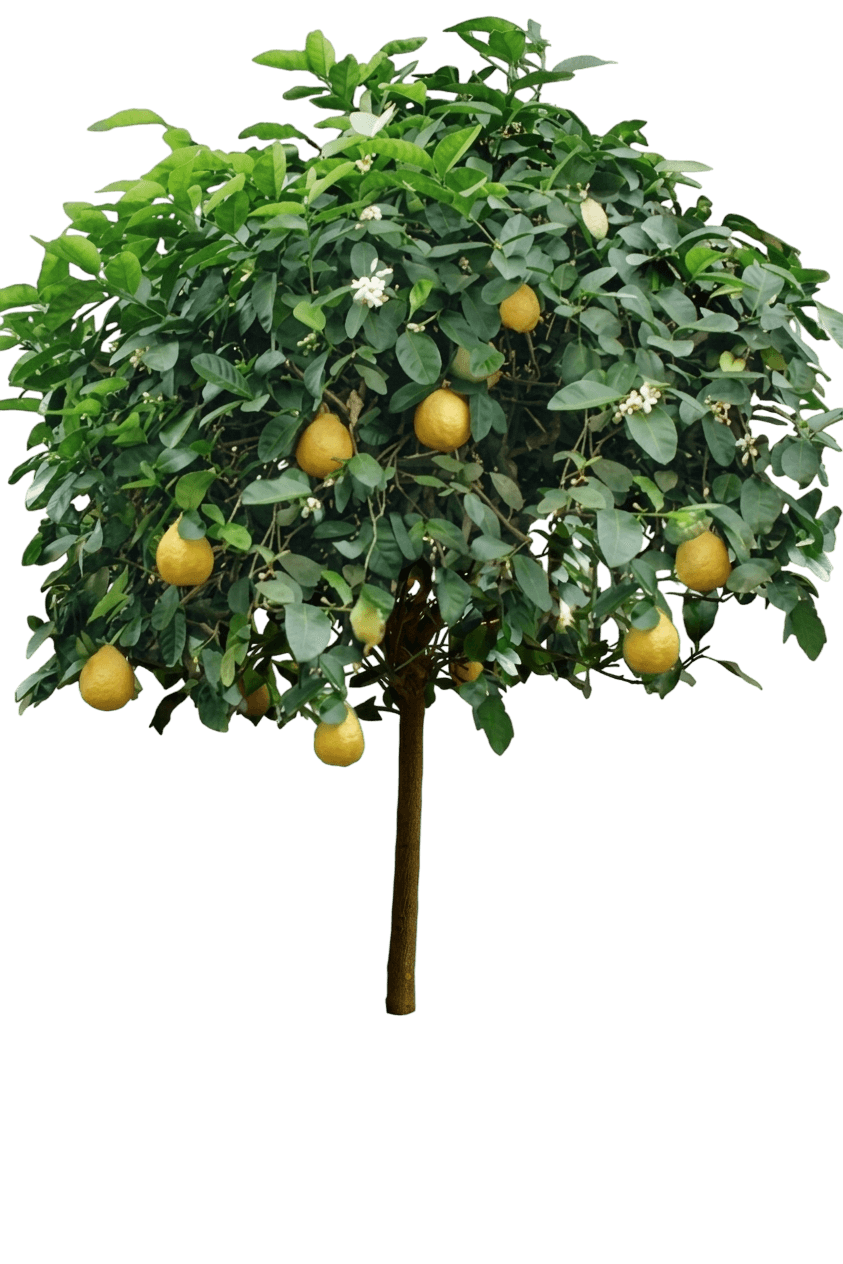Mexican Key Lime (Citrus X Aurantiifolia Var. X Aurantiifolia) - Fruit Trees