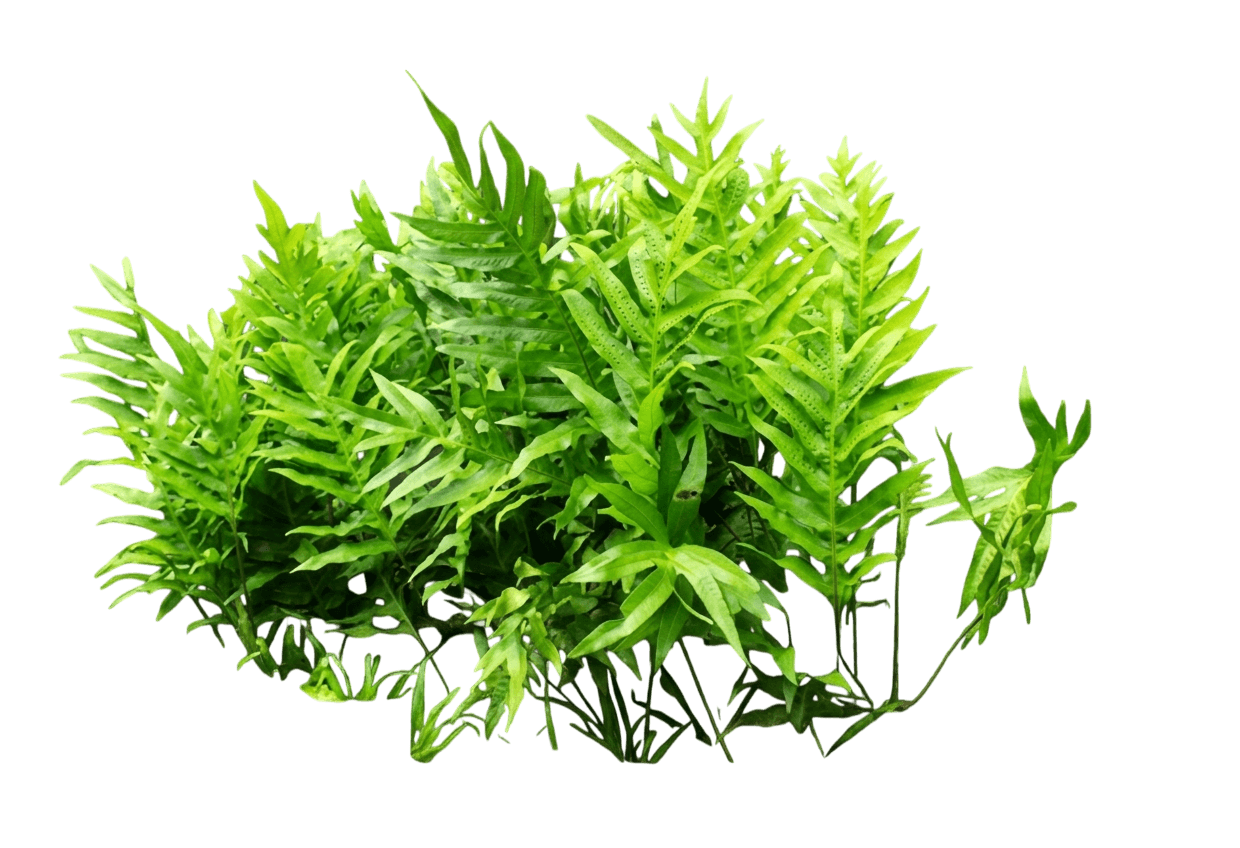Paku Wangi (Microsorum Scolopendria) - Perennials