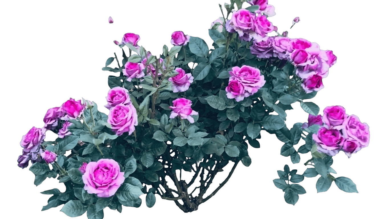 Perfume Factory Rose (Rosa 'Weknewibpusbi') - Ground Layers