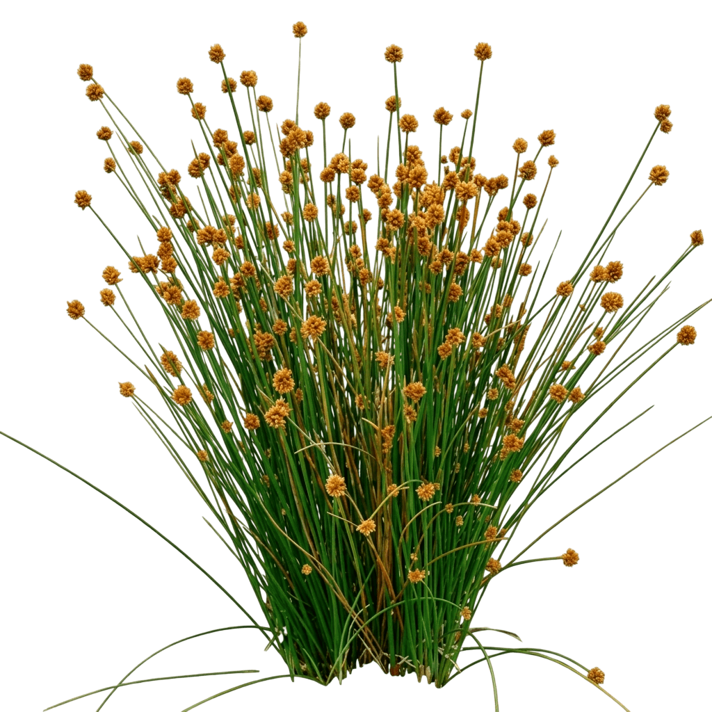Knobby Club-Rush (Ficinia Nodosa) - Ground Layers
