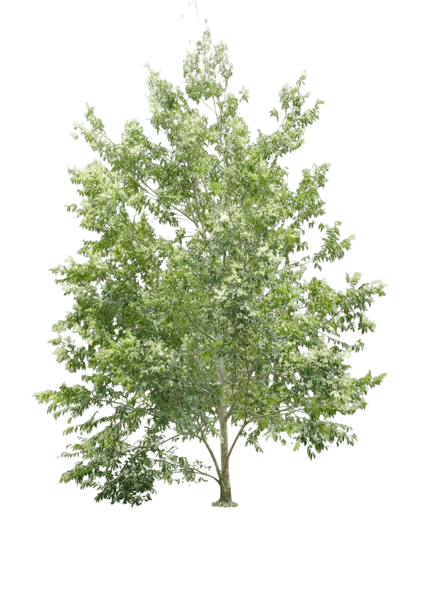weeping lilly pilly (Syzygium Floribundum) - Flowering trees