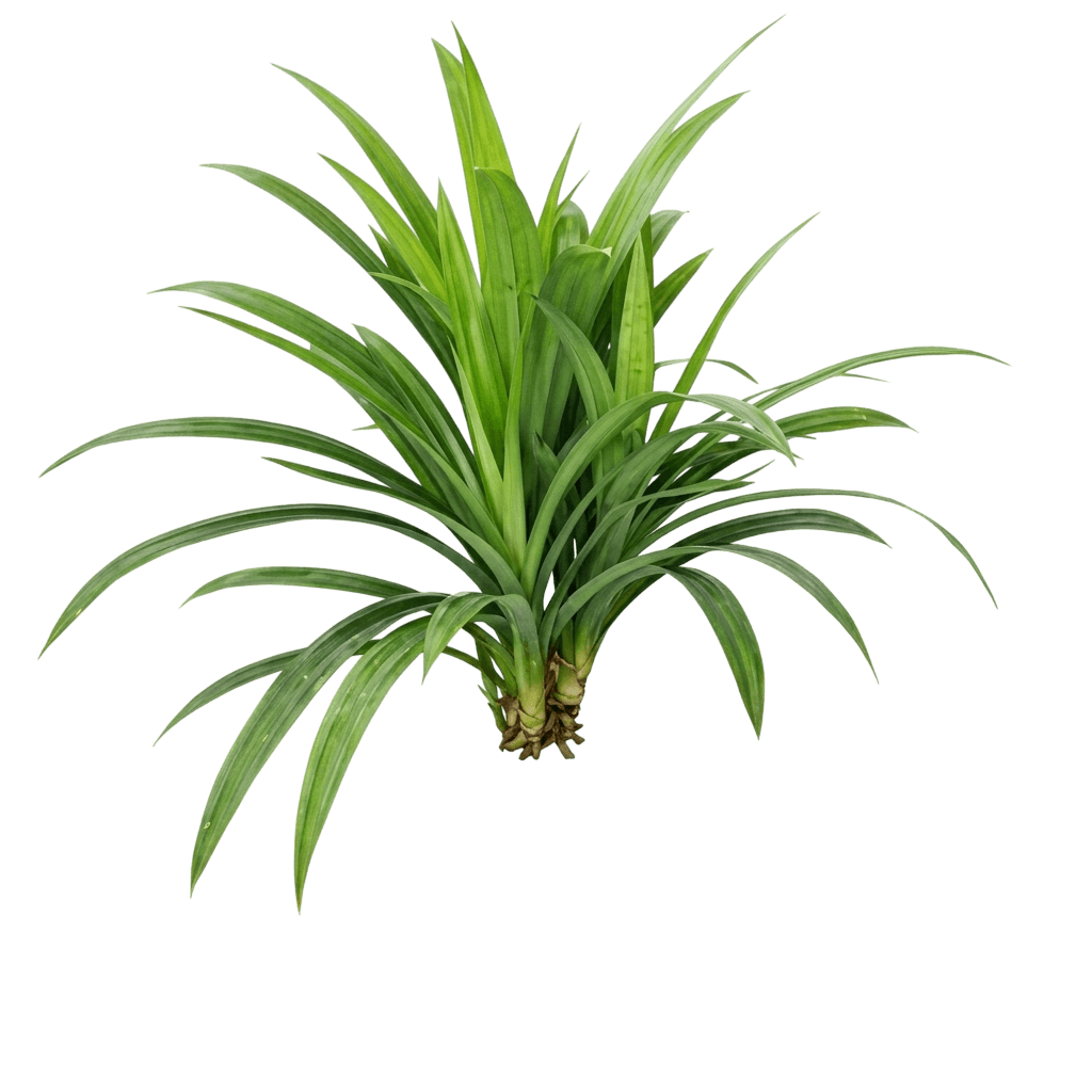 Pandan (Pandanus Amaryllifolius) - Evergreen Trees