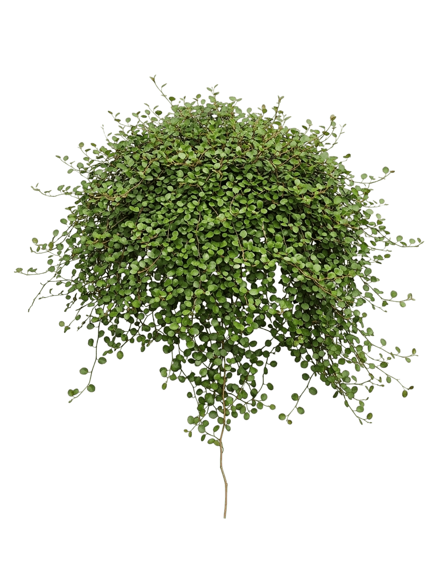 maidenhair vine (Muehlenbeckia Complexa) - Groundcovers
