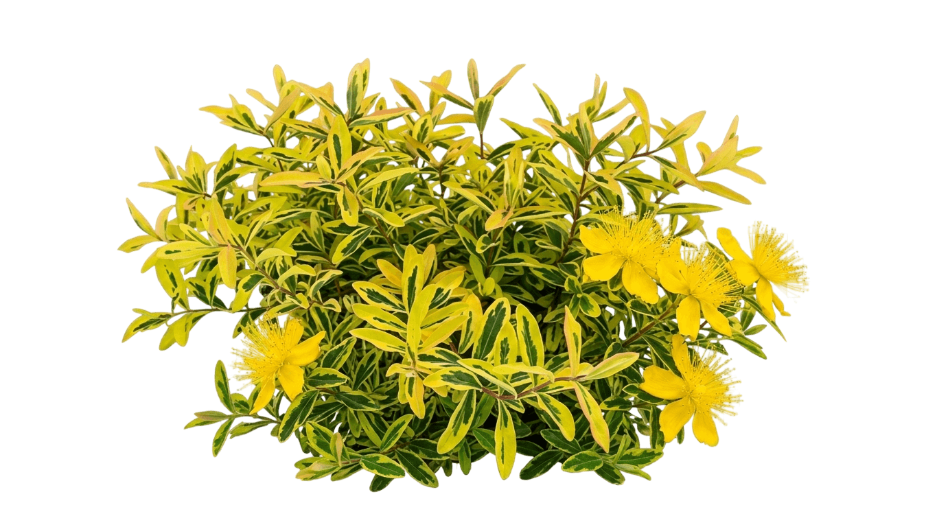 Fiesta St. Johns Wort (Hypericum Calycinum Fiesta 'Crowthyp') - Ground Layers