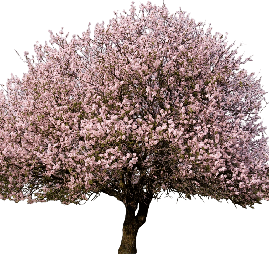 Almond Tree 'Hall' (Prunus Dulcis S Hardy Almond 'Hall') - Fruit Trees