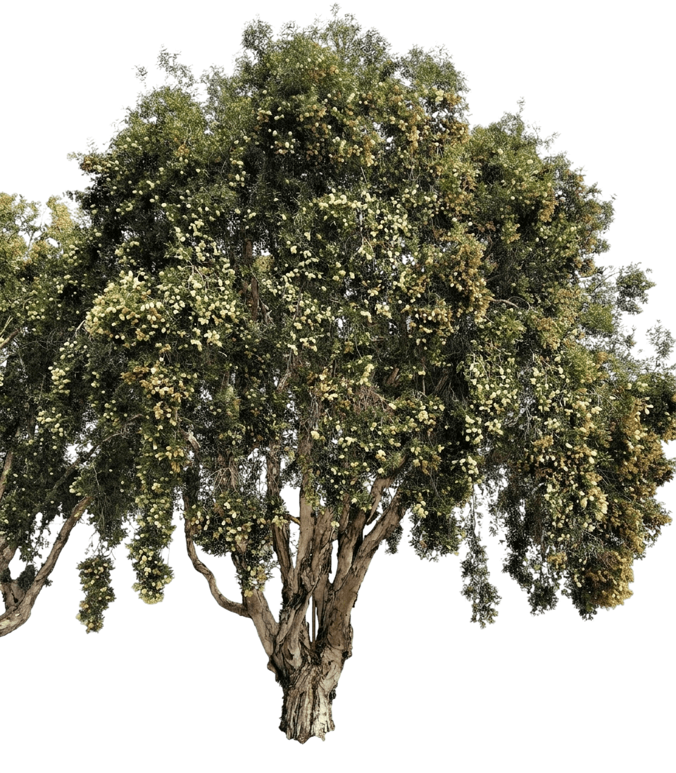 Paper Bark Tea Tree (Melaleuca Quinquenervia) - Flowering Trees