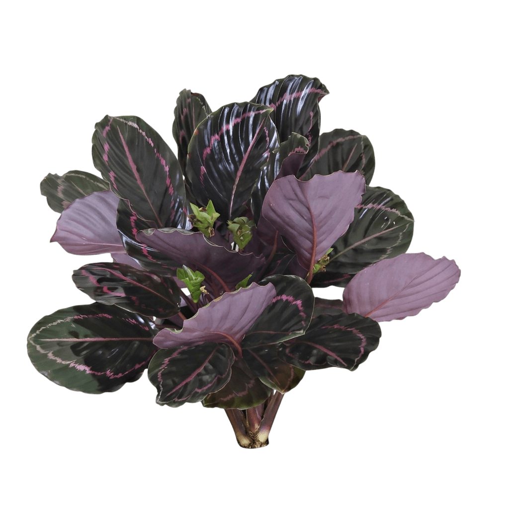 Dottie Rose-Painted Calathea (Goeppertia Roseopicta 'Dottie') - Indoor Plants