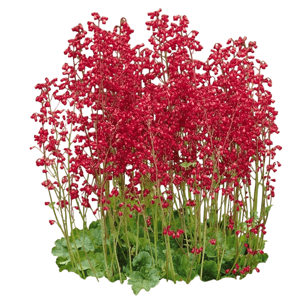 Forever Red Alum Root (Heuchera 'Tnheufr') - Perennials