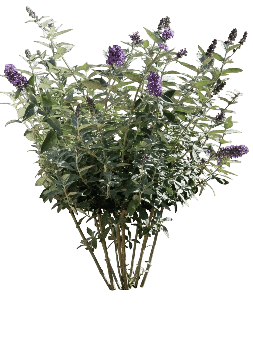 butterfly bush, flutterby petite® blue heaven (Buddleia Davidii ‘Fly Blu Hvn Pp22069’ 'Pt') - Ground Layers