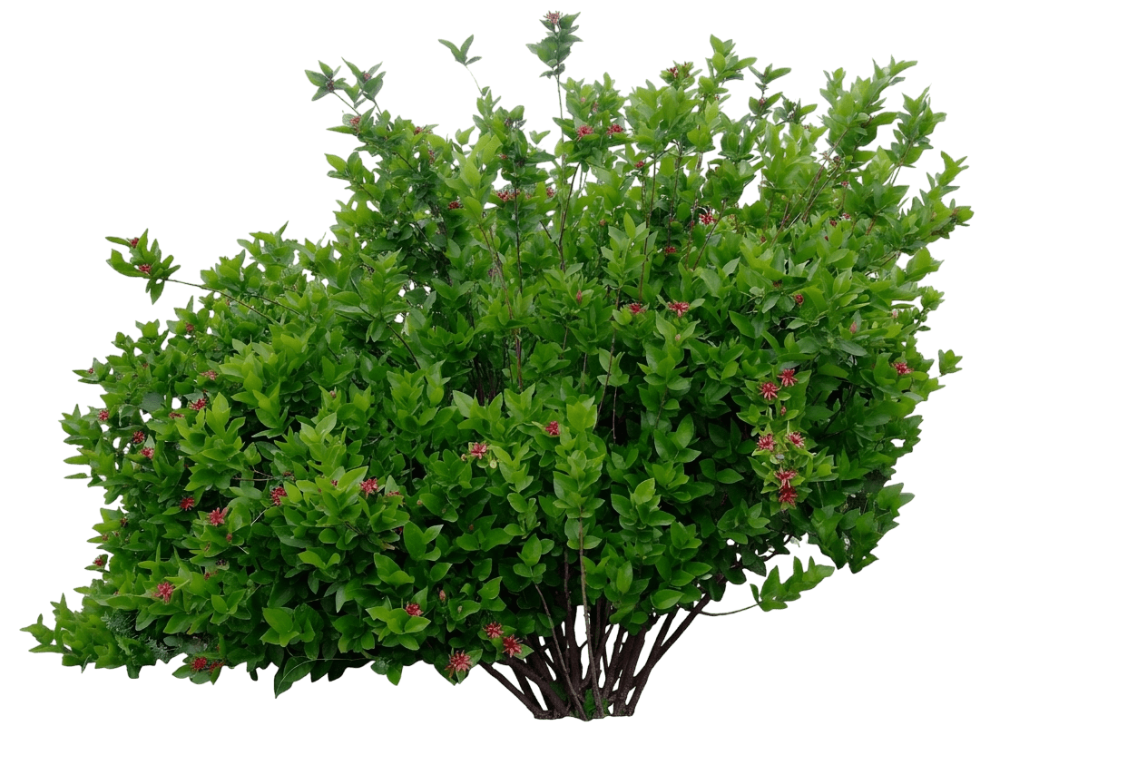 western spice bush (Calycanthus Occidentalis) - Shrubs
