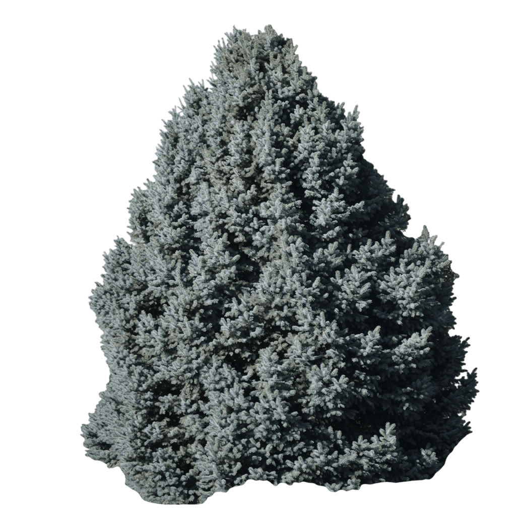 Jeangenie Colorado Blue Spruce (Picea Pungens 'Moneva') - Evergreen Trees