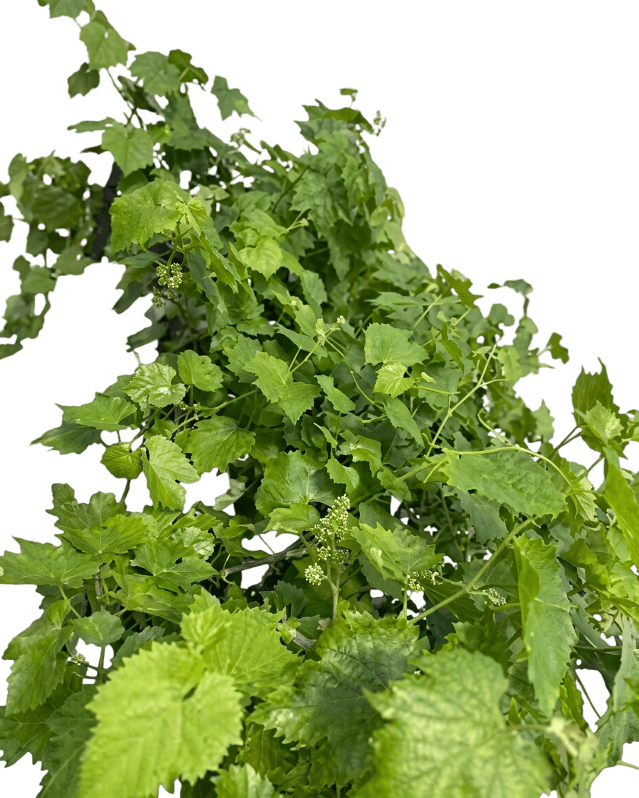 Grape, Swenson White (Seeded) (Vitis 'Swenson White') - Fruit Trees