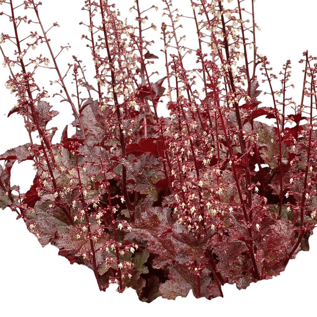 Chocolate Ruffles Coral Bells (Heuchera 'Chocolate Ruffles') - Perennials