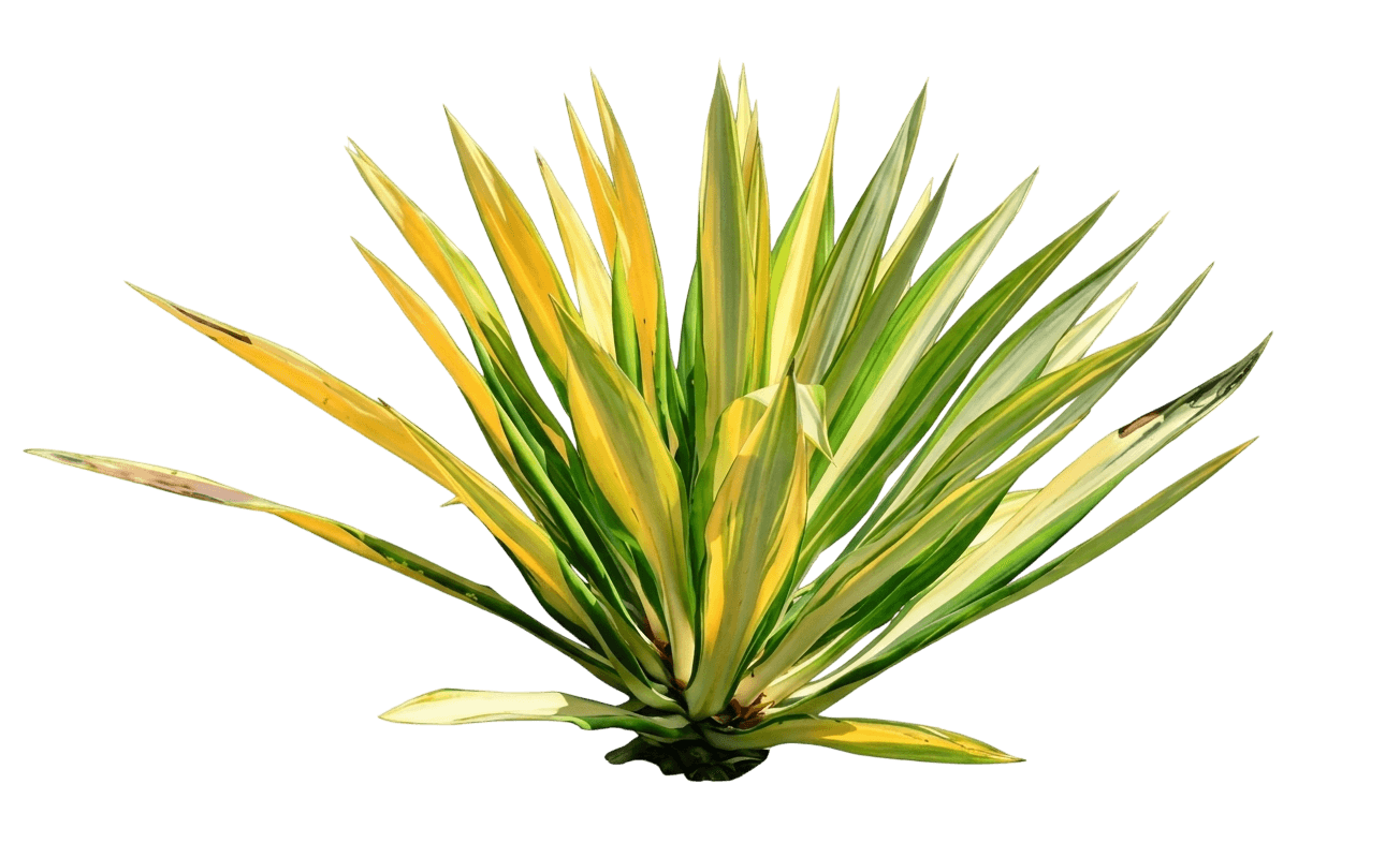 Mediopicta (Furcraea Foetida) - Ground Layers