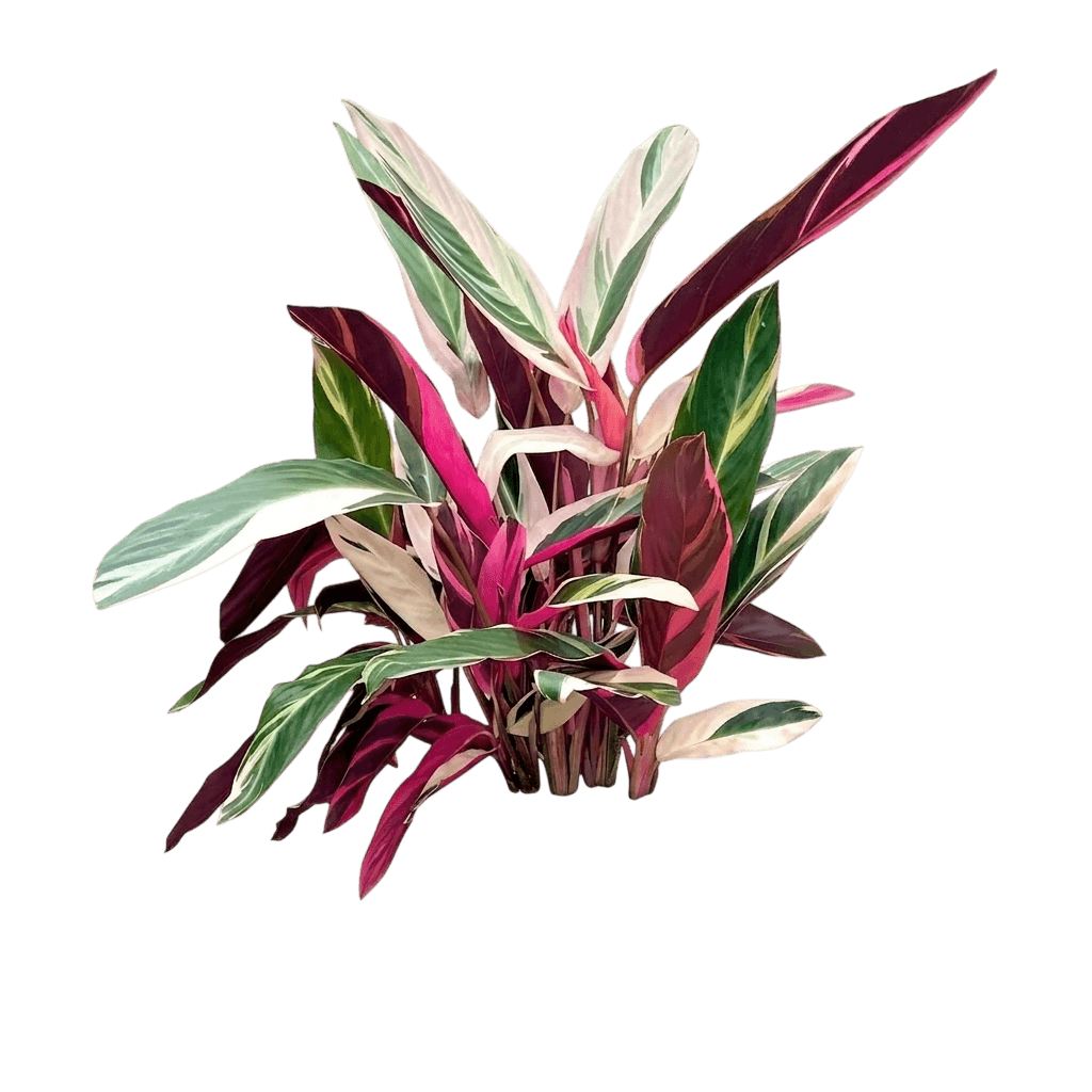 Triostar Stromanthe (Stromanthe Thalia 'Triostar') - Indoor Plants
